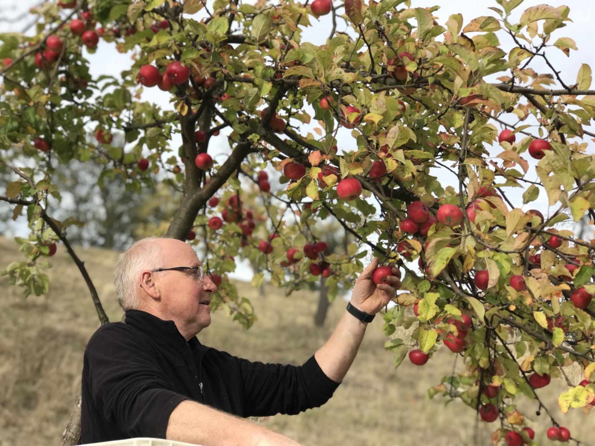 Obstbaumschnitt  (Bild vergr&ouml;&szlig;ern)