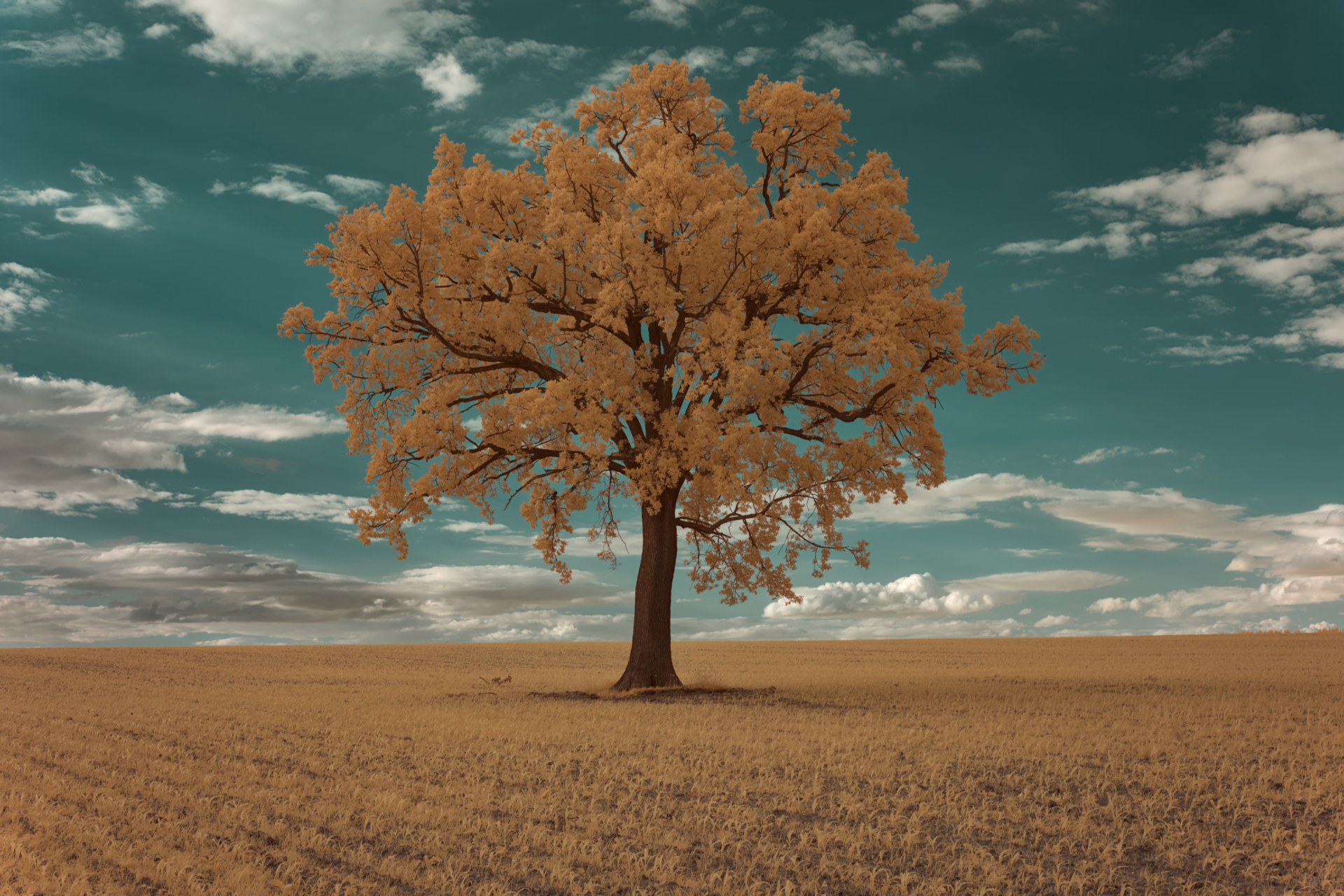 Einsamer Baum  (Bild vergr&ouml;&szlig;ern)