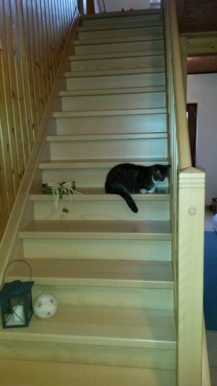 Treppe mit Katzen  (Bild vergr&ouml;&szlig;ern)