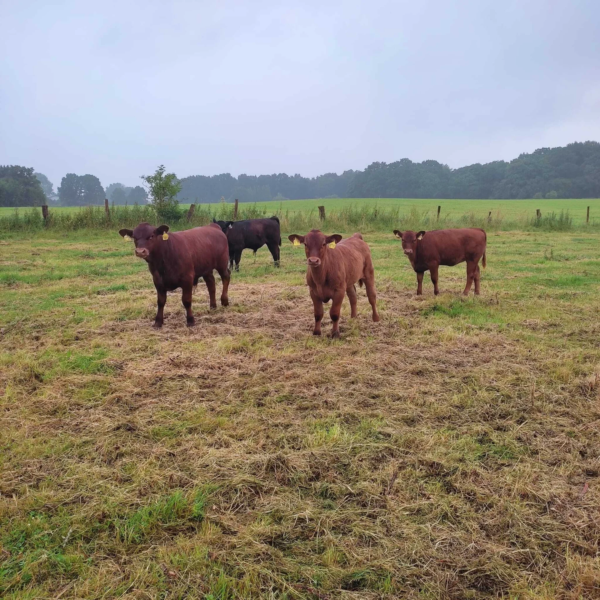 Bild: Jungtiere auf der Weide