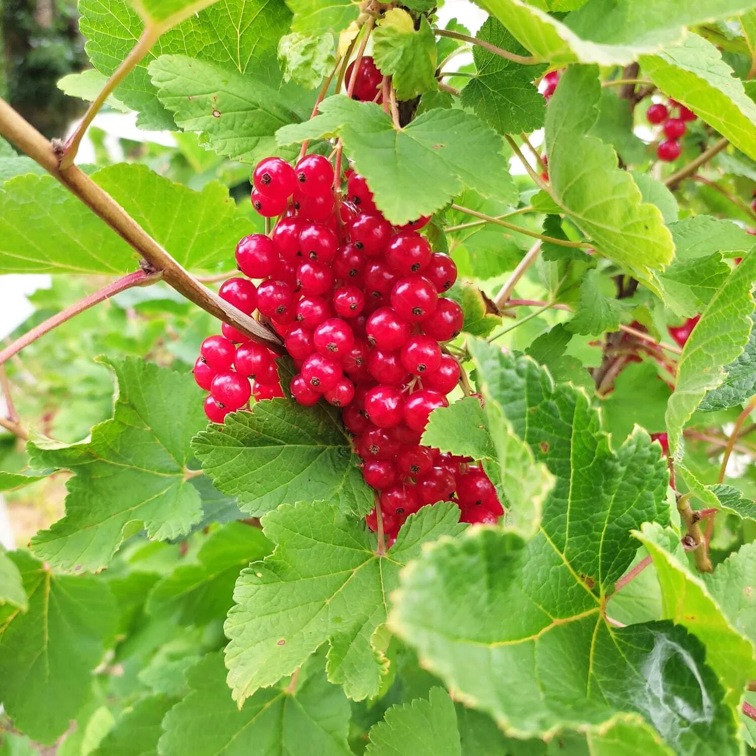 Bild: Johannisbeeren