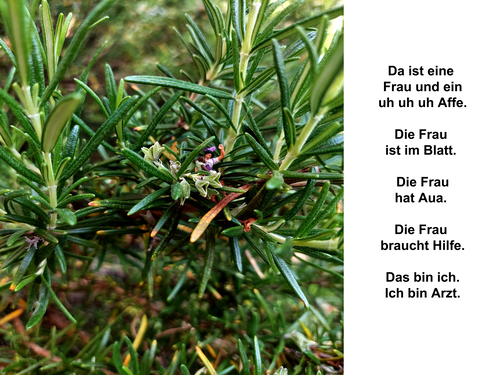 VII.  (Bild vergr&ouml;&szlig;ern)