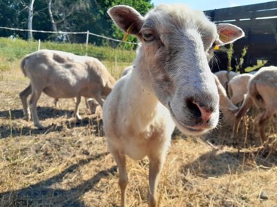 Vorschaubild: Profil eines Schafes