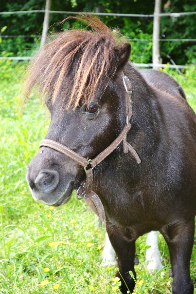 Bild: Anni, Stute, *2005, Shettlandpony