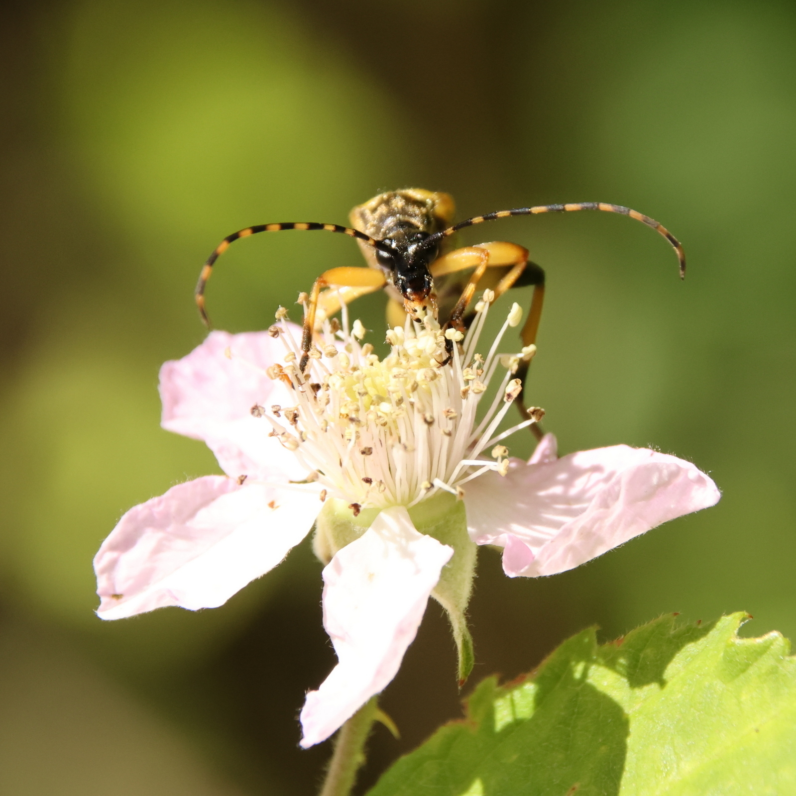 Peter Sekyra - Gefleckter Schmalbockk&auml;fer auf Brombeerbl&uuml;te  (Bild vergr&ouml;&szlig;ern)
