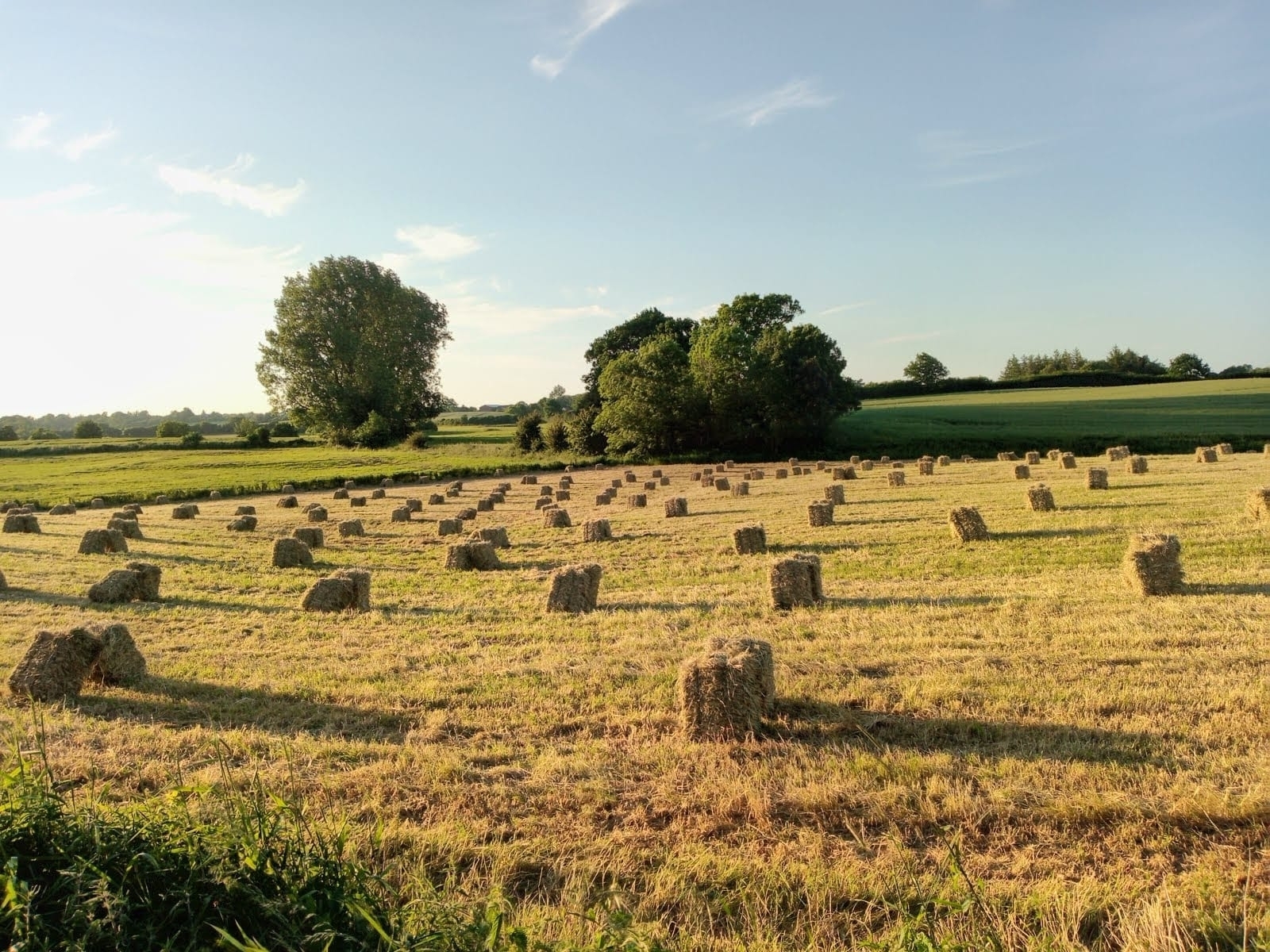 Bild: Gepresste Heuballen liegen ordentlich auf dem Feld, bereit für den Winter – ein typisches Bild der ländlichen Erntezeit.