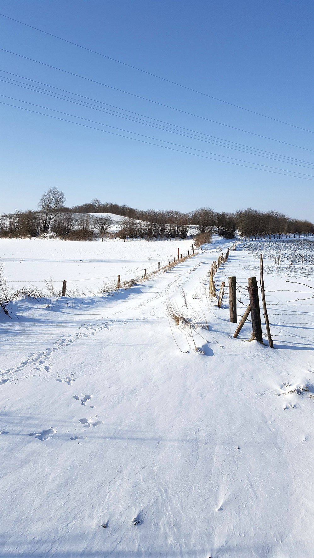 Bild: Die Bürgerwiesen im winterlichen Kleid: Koppeln, umgeben von einer sanften Schneedecke, die die Landschaft in eine stille, zauberhafte Winterwelt verwandelt.