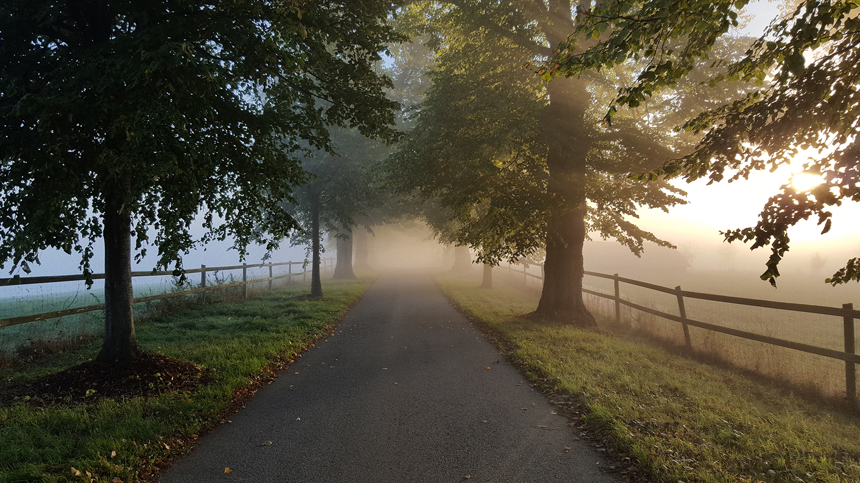 Bild: Hinter den Bäumen bricht die Sonne langsam durch den Nebel – ein stimmungsvoller Anblick, der die Magie eines nebligen Morgens einfängt.