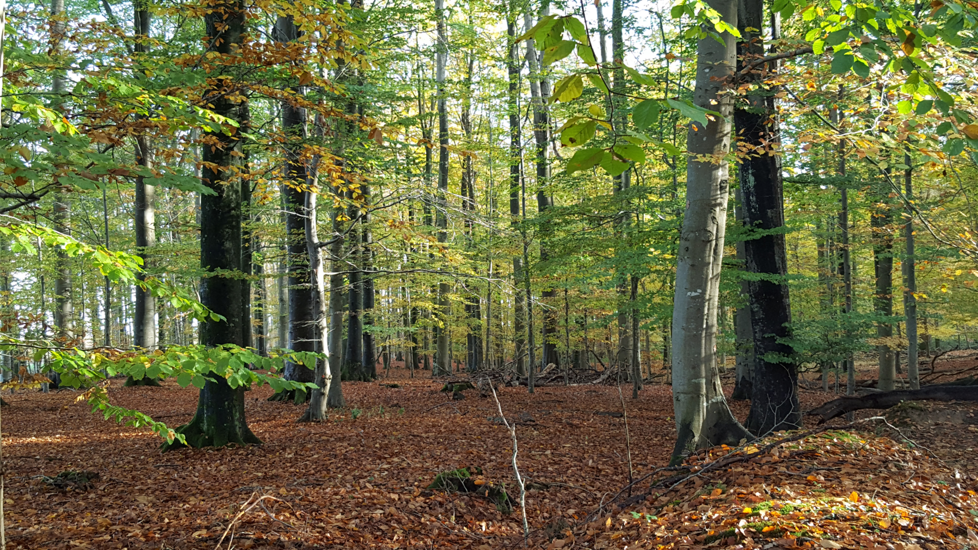 Bild: Ein ruhiger Moment im Drülter Wald: Die sanften Lichtstrahlen brechen durch das dichte Blätterdach und schaffen eine friedliche Atmosphäre in der Natur.