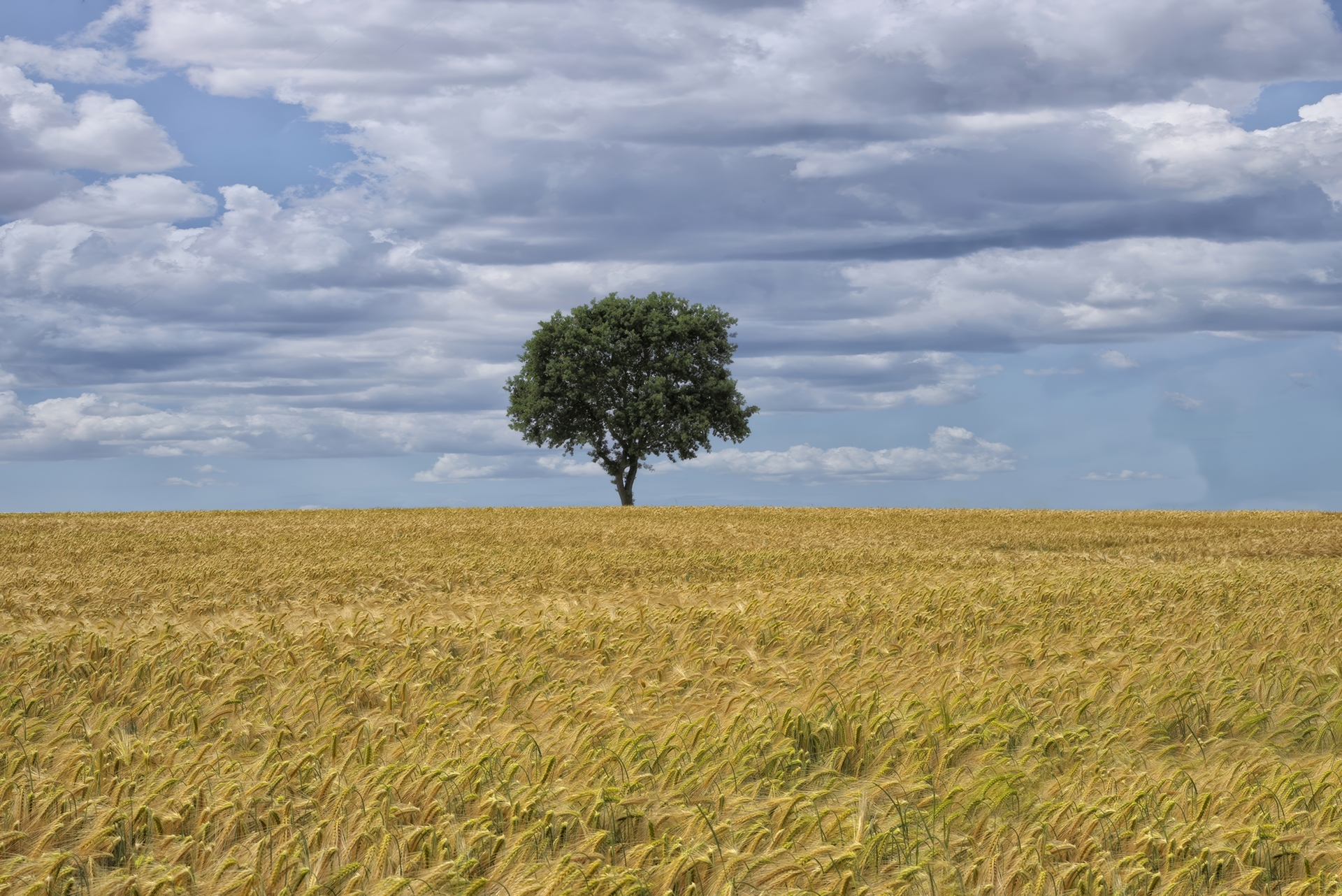 Bild: Ein einzelner Baum steht majestätisch inmitten des weiten Feldes, ein Symbol der Ruhe und Beständigkeit