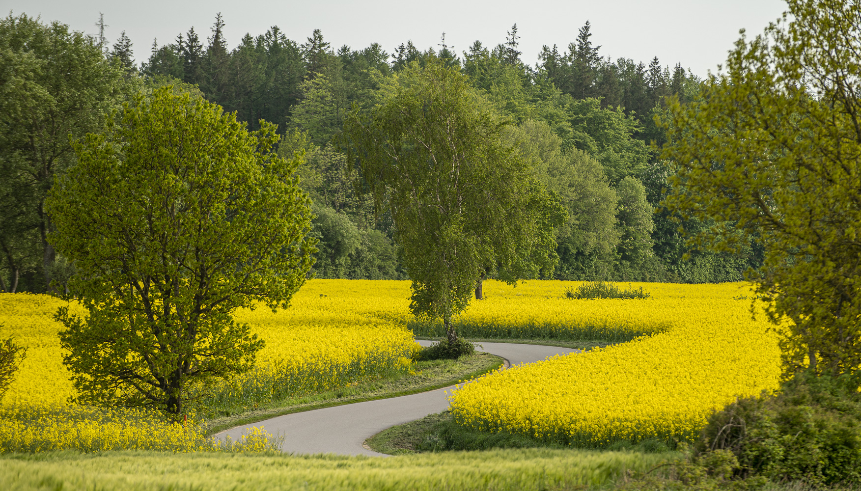 Bild: Ein typischer Anblick in der Region Angeln zur Rapszeit: Straßen gesäumt von leuchtend gelben Rapsfeldern, die den Frühling willkommen heißen.