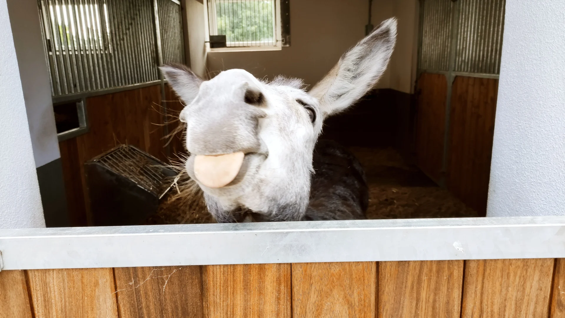 Bild: Tierschutzhof BMT, Ering
