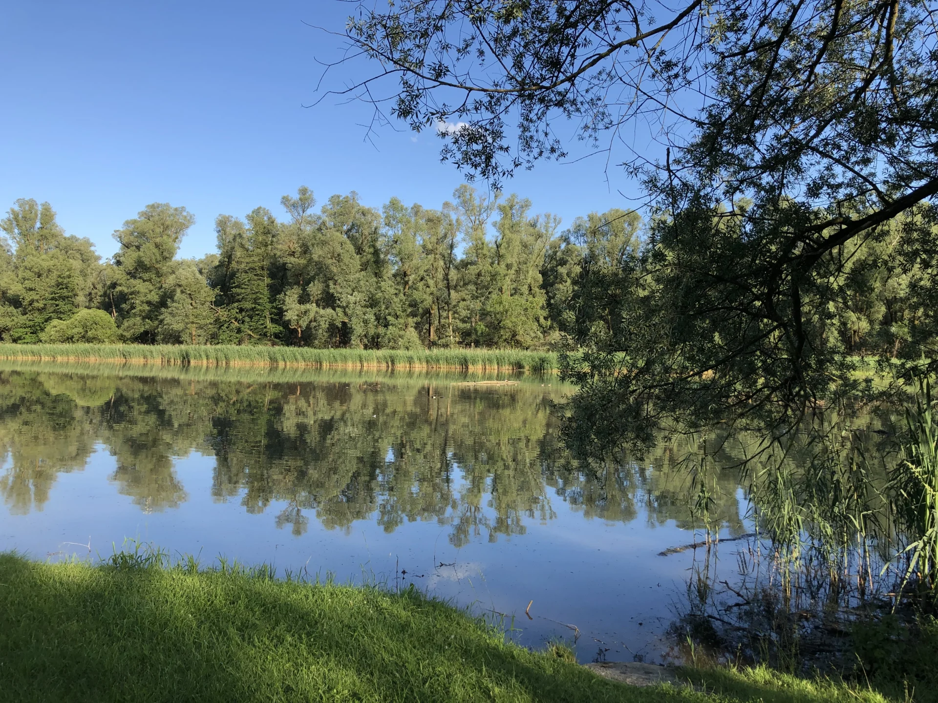 Bild: Waldsee, Kirchdorf a. Inn