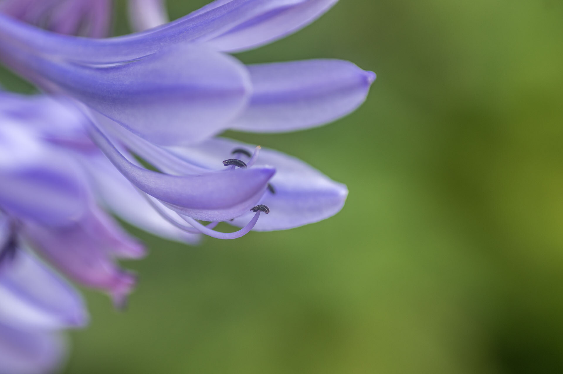 Uwe Lutz - Agapanthus-1  (Bild vergr&ouml;&szlig;ern)