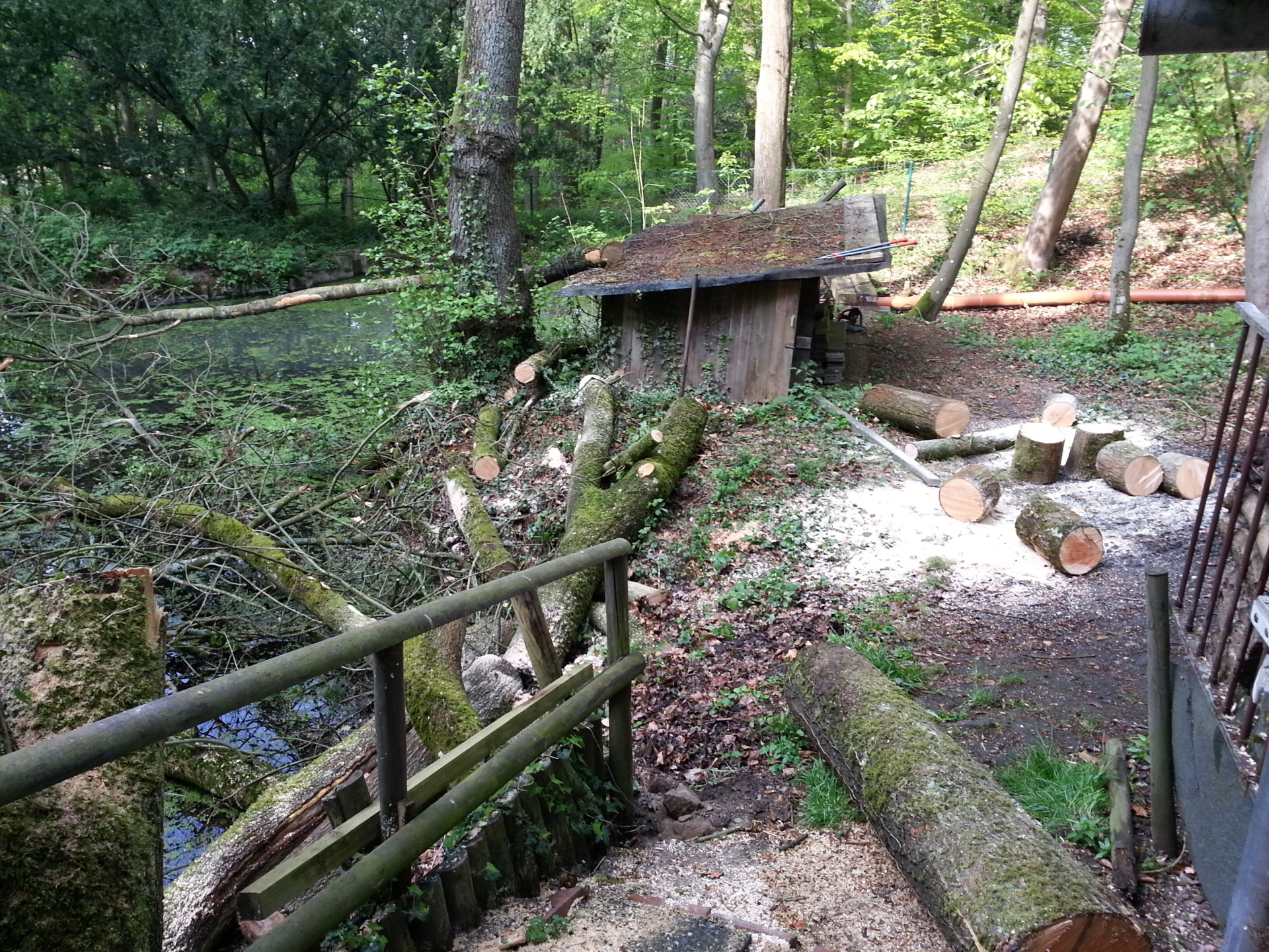 Bild: Baum am Teich 1