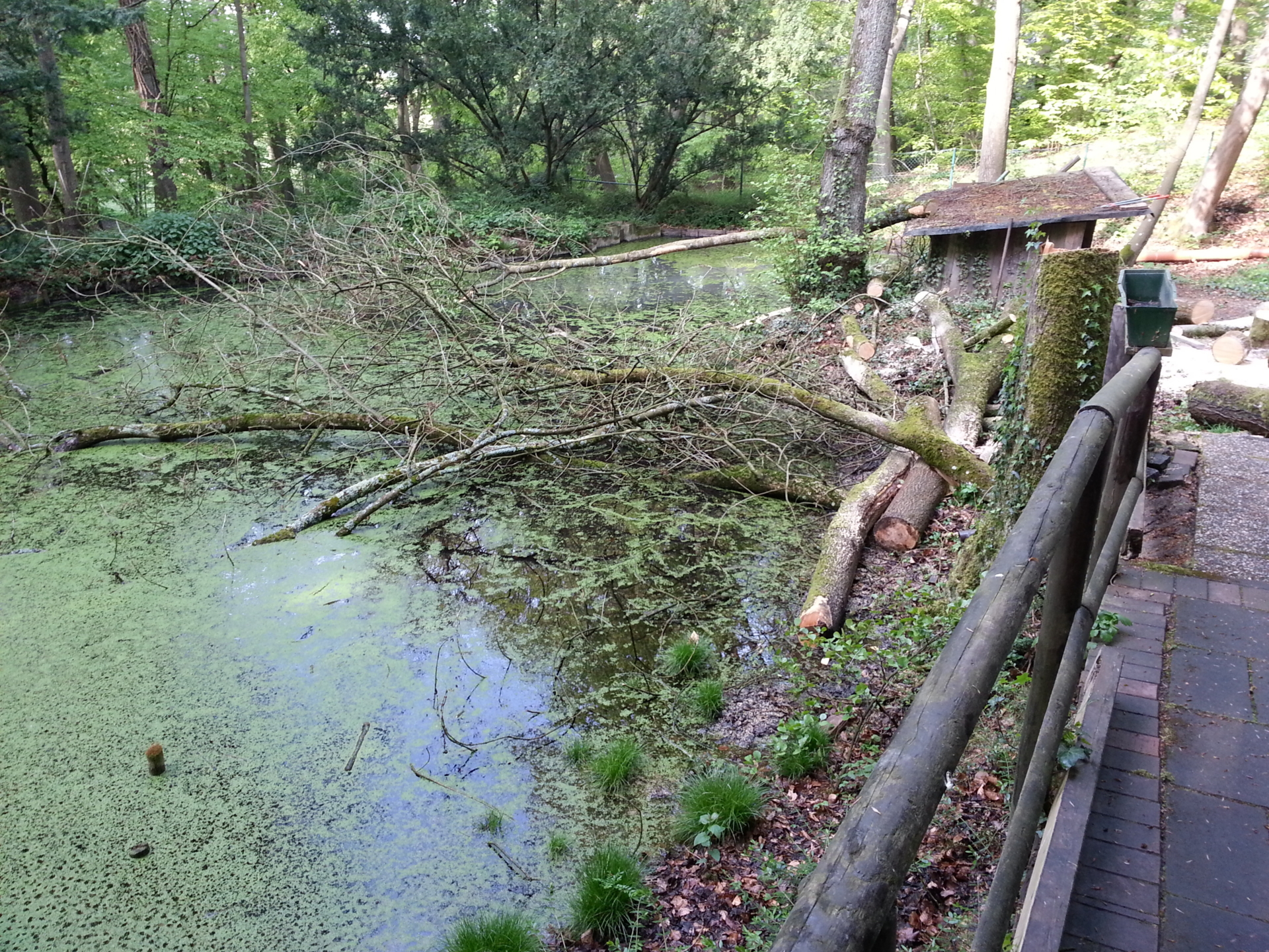 Bild: Baum am Teich 2