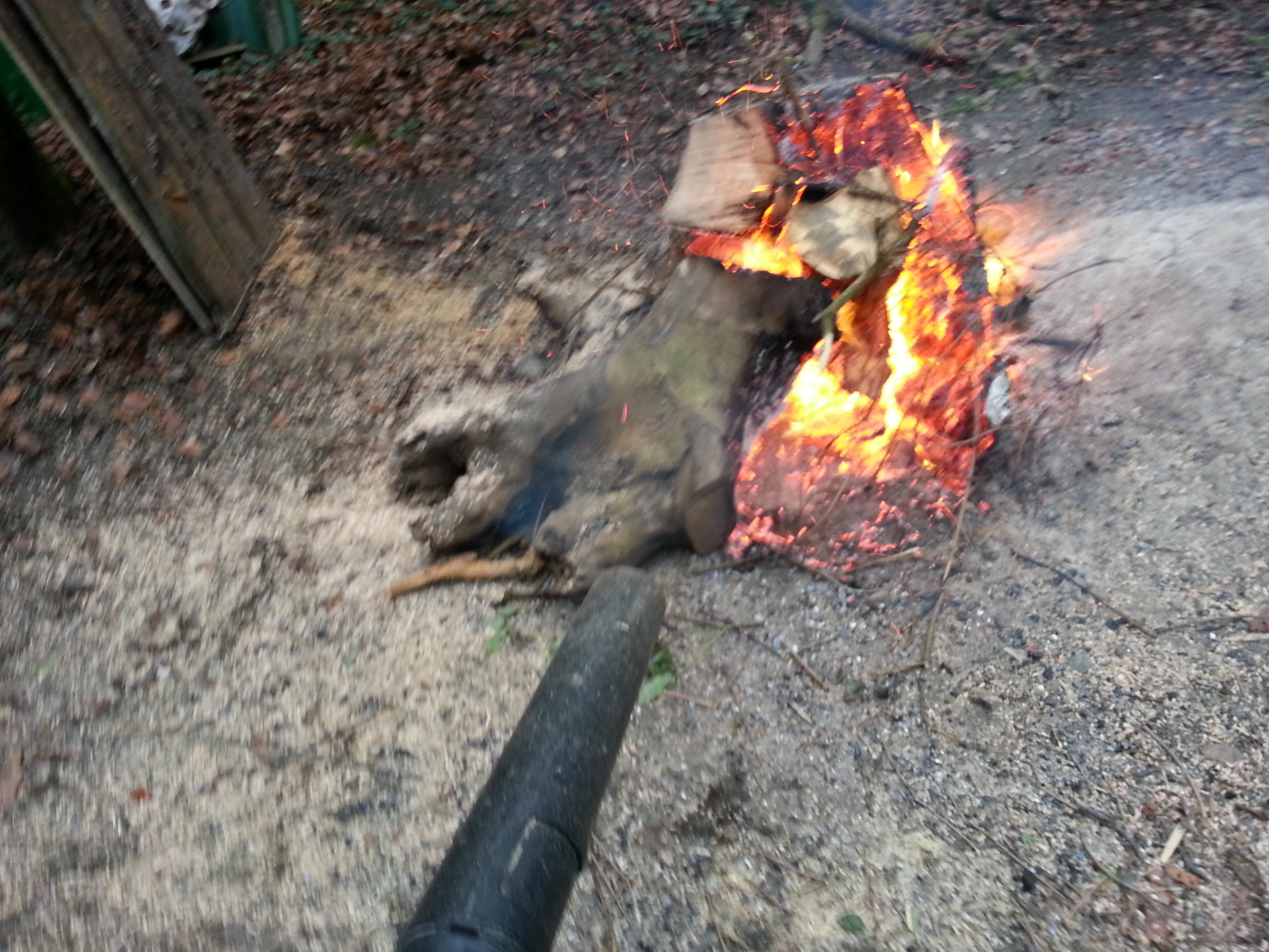 Bild: Wurzelfeuer