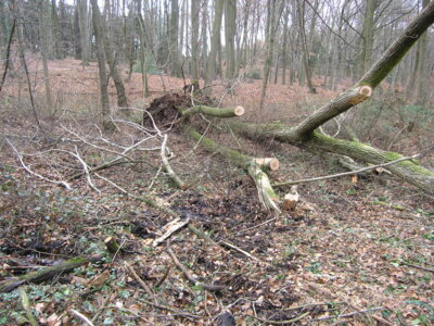 Vorschaubild: sturm8