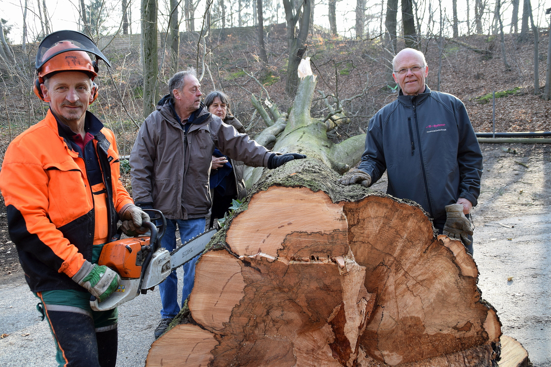 Bild: Alfter Heimatverein Buche gefällt 15