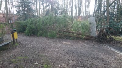 Vorschaubild: Park Sturm2017