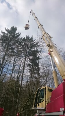 Vorschaubild: baumfaellen2