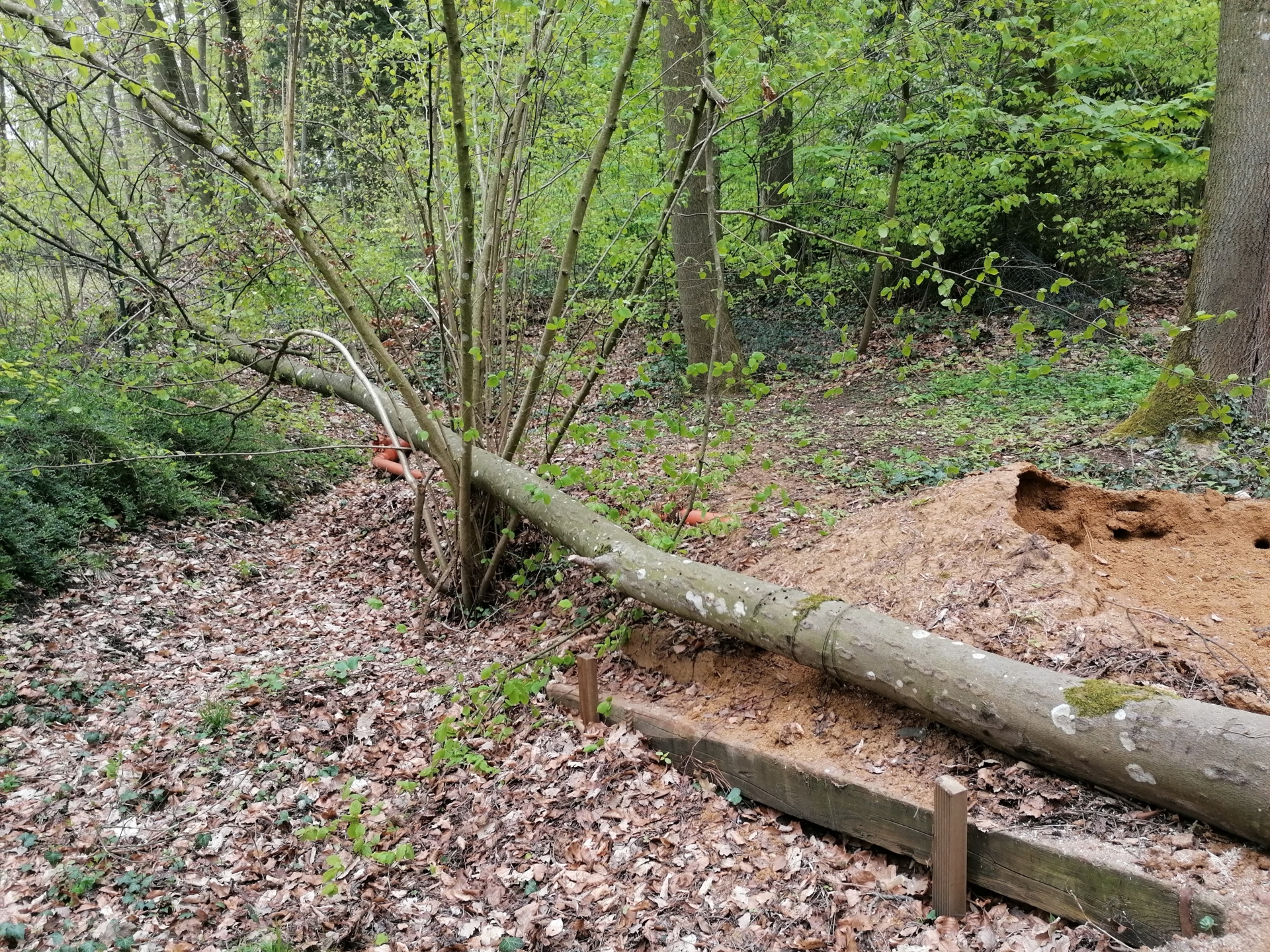 Bild: windbruch 05 03 2021