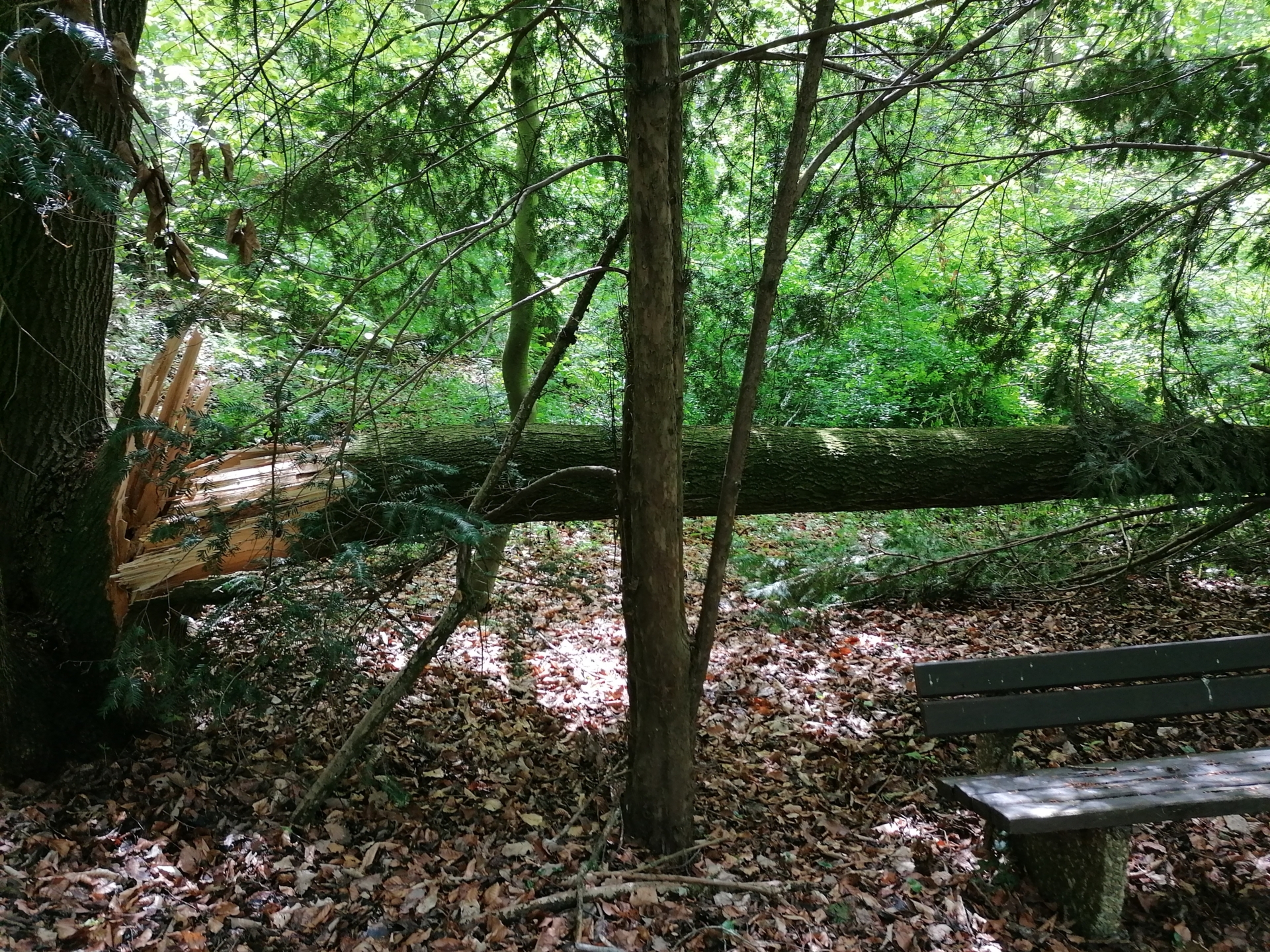 Bild: windbruch 05 21