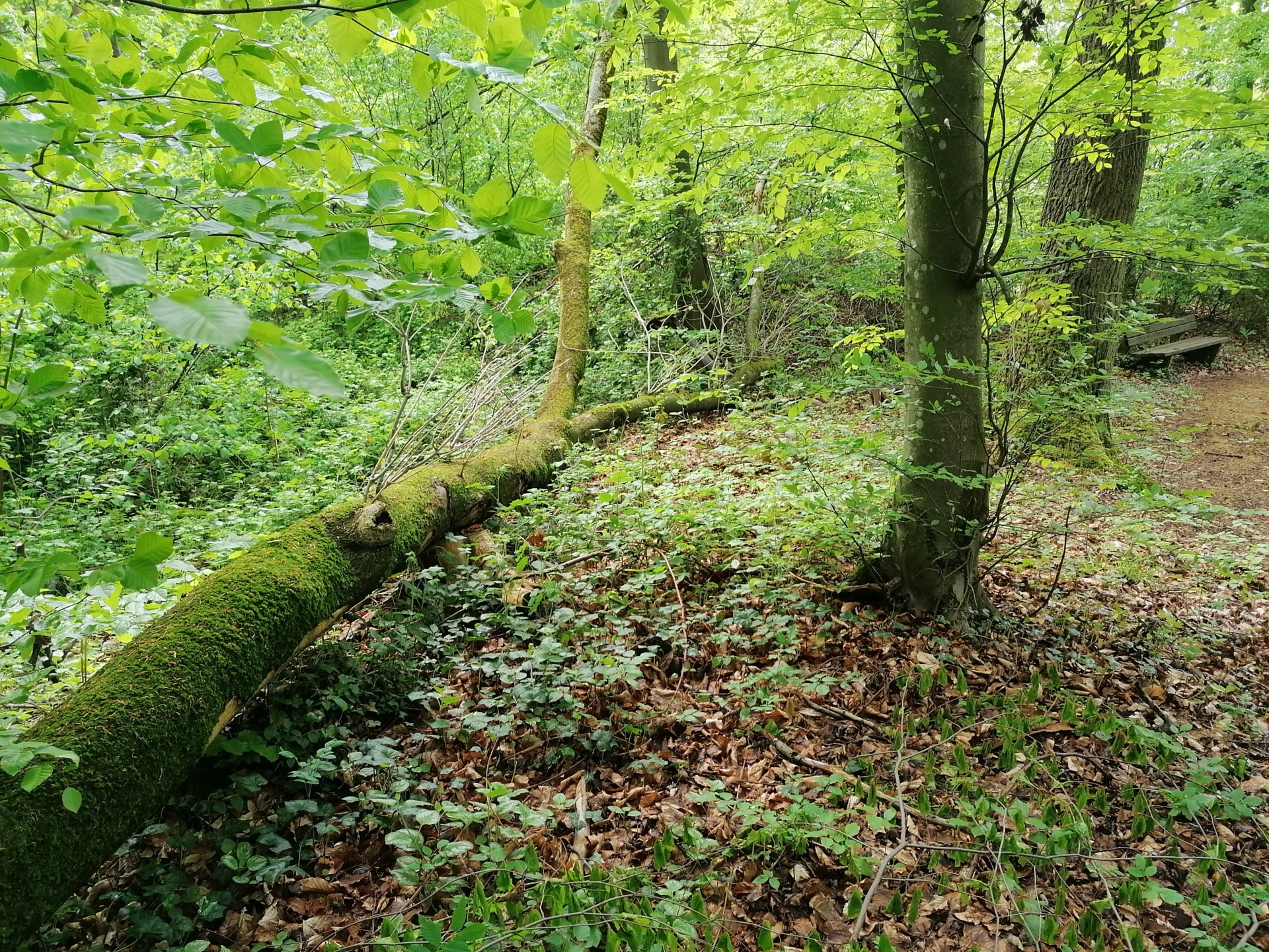 Bild: windbruch 05 2 2021