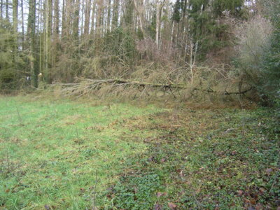 Vorschaubild: windbruch