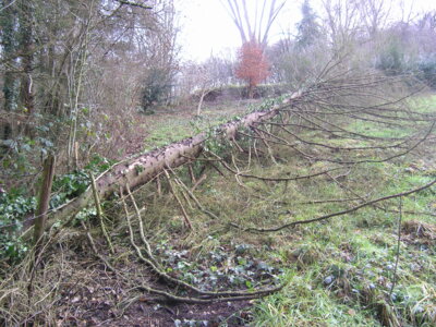 Vorschaubild: windbruch4