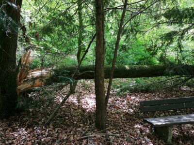 Vorschaubild: windbruch 05 21