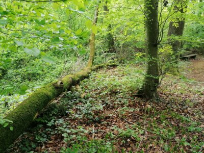 Vorschaubild: windbruch 05 2 2021