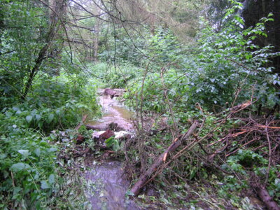 Vorschaubild: regen13