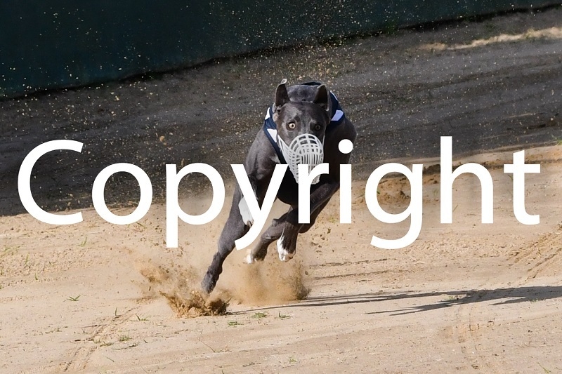 Foto der Galerie: 03.08.2024 Rennen Zehlendorf