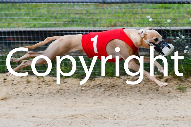 Foto der Galerie: 03.08.2024 Rennen Zehlendorf