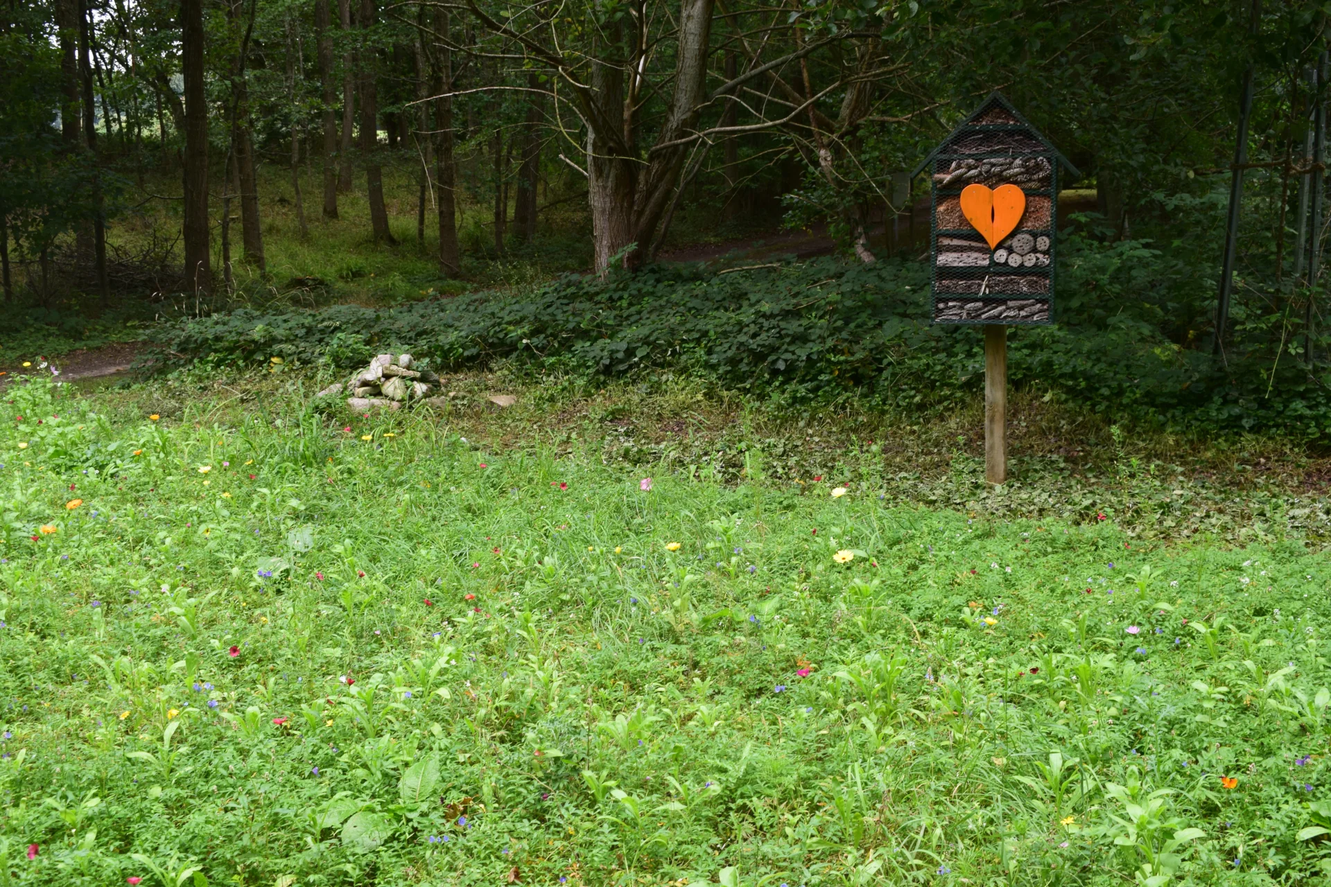 BlumenwieseDSC 0566  (Bild vergr&ouml;&szlig;ern)