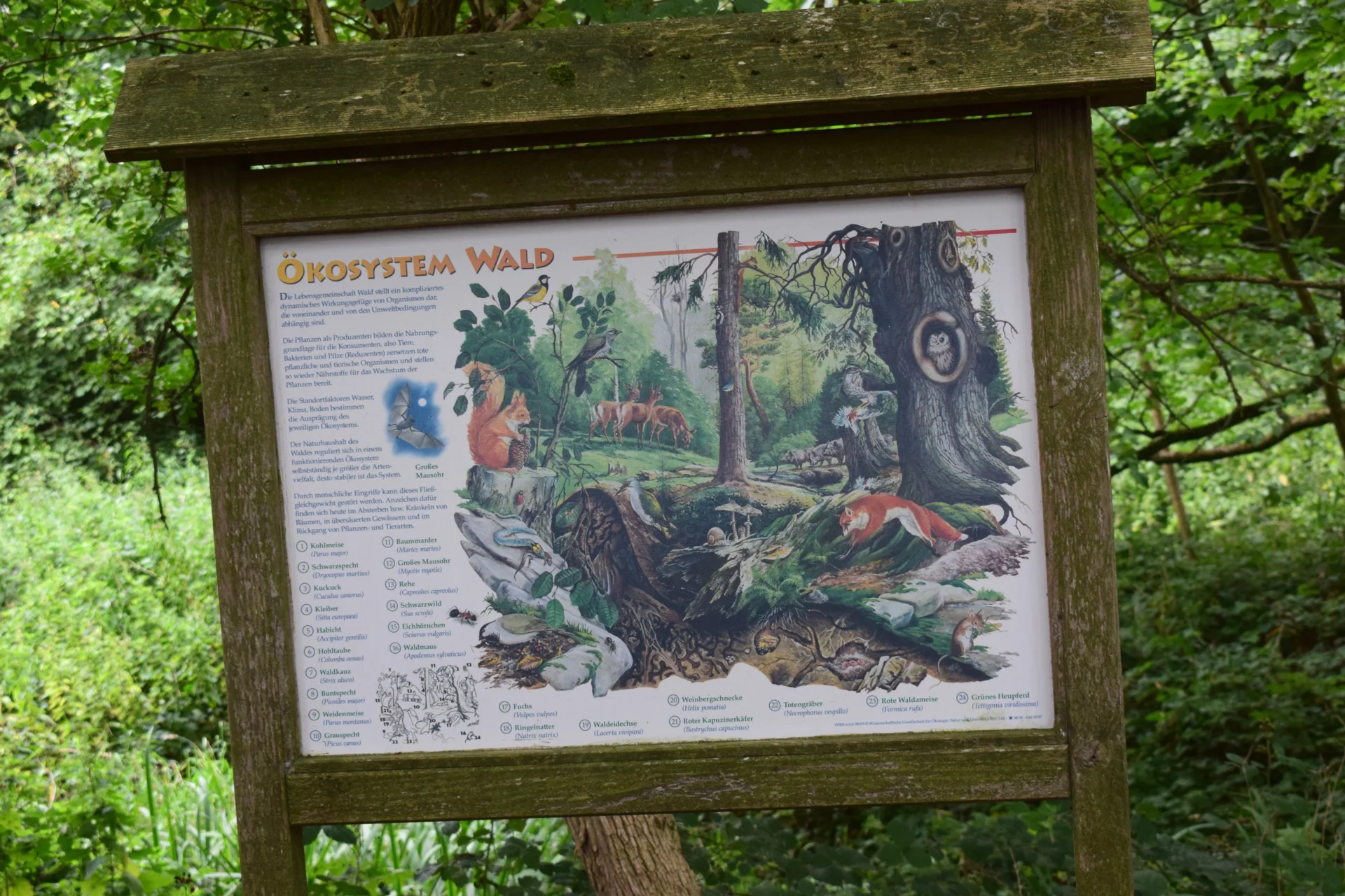 DSC 0567  (Bild vergr&ouml;&szlig;ern)