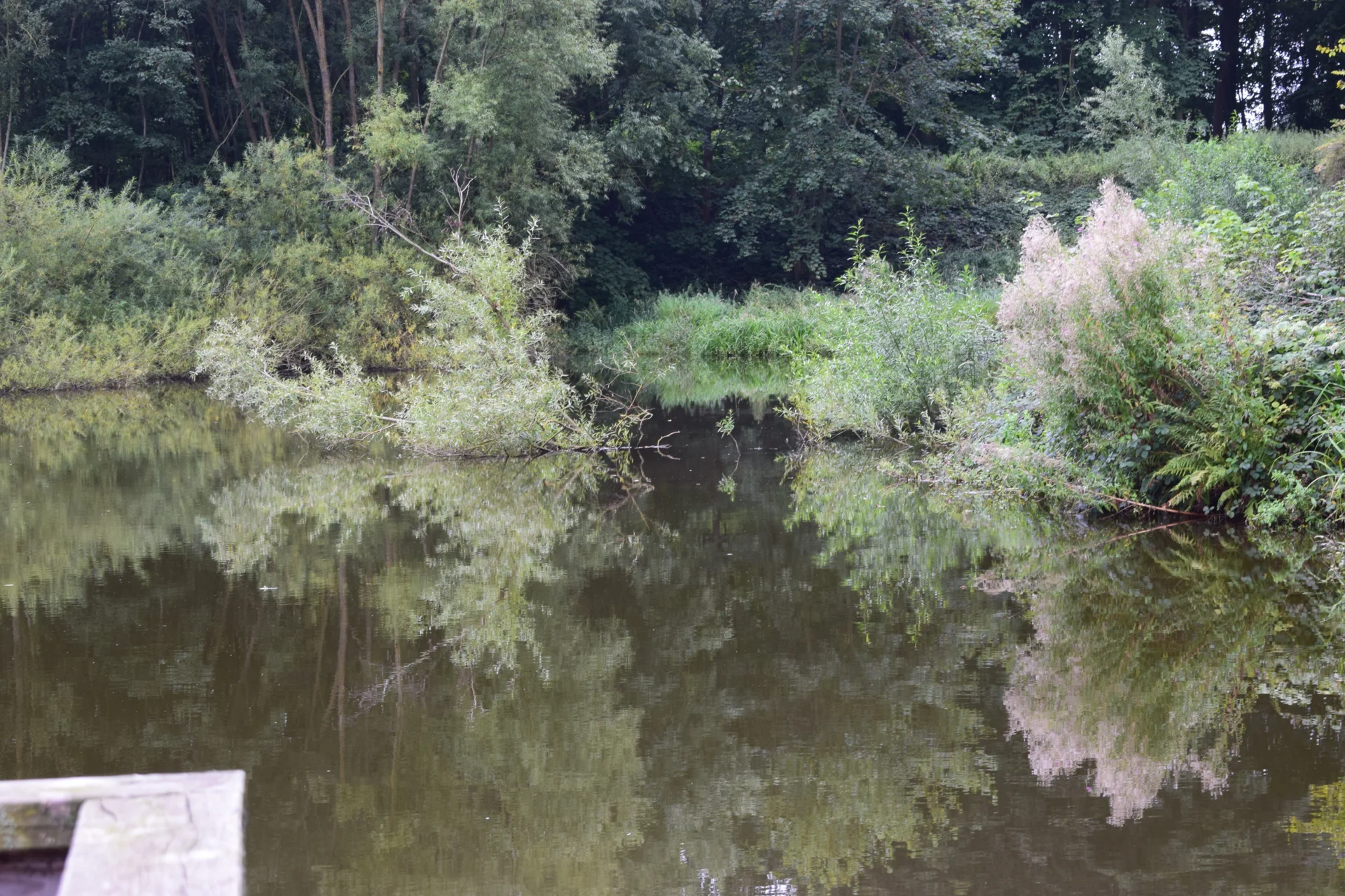 Spiegelung am KarpfenteichDSC 0570  (Bild vergr&ouml;&szlig;ern)