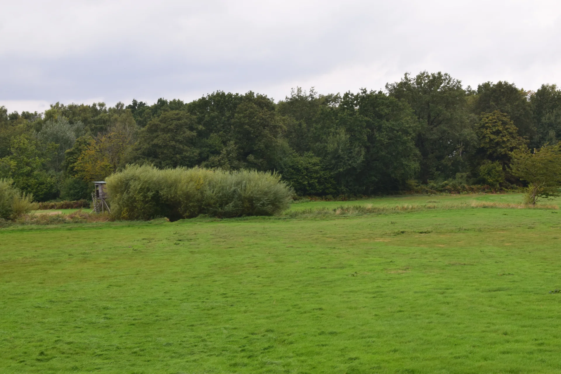Wiese im RevierDSC 0571  (Bild vergr&ouml;&szlig;ern)