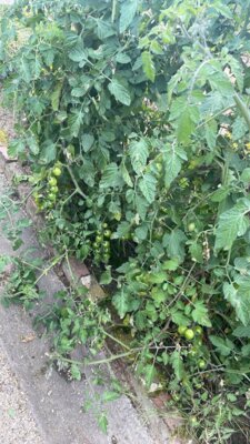 Vorschaubild: Acker2
