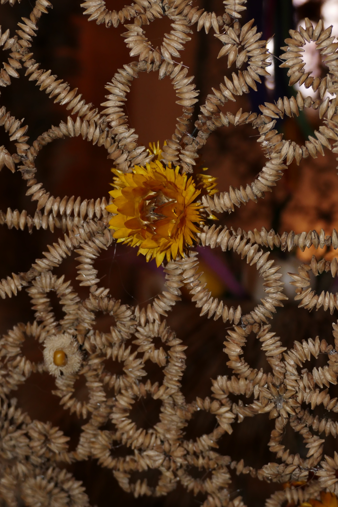 Thierbach J&uuml;rgen - Kronenblume  (Bild vergr&ouml;&szlig;ern)