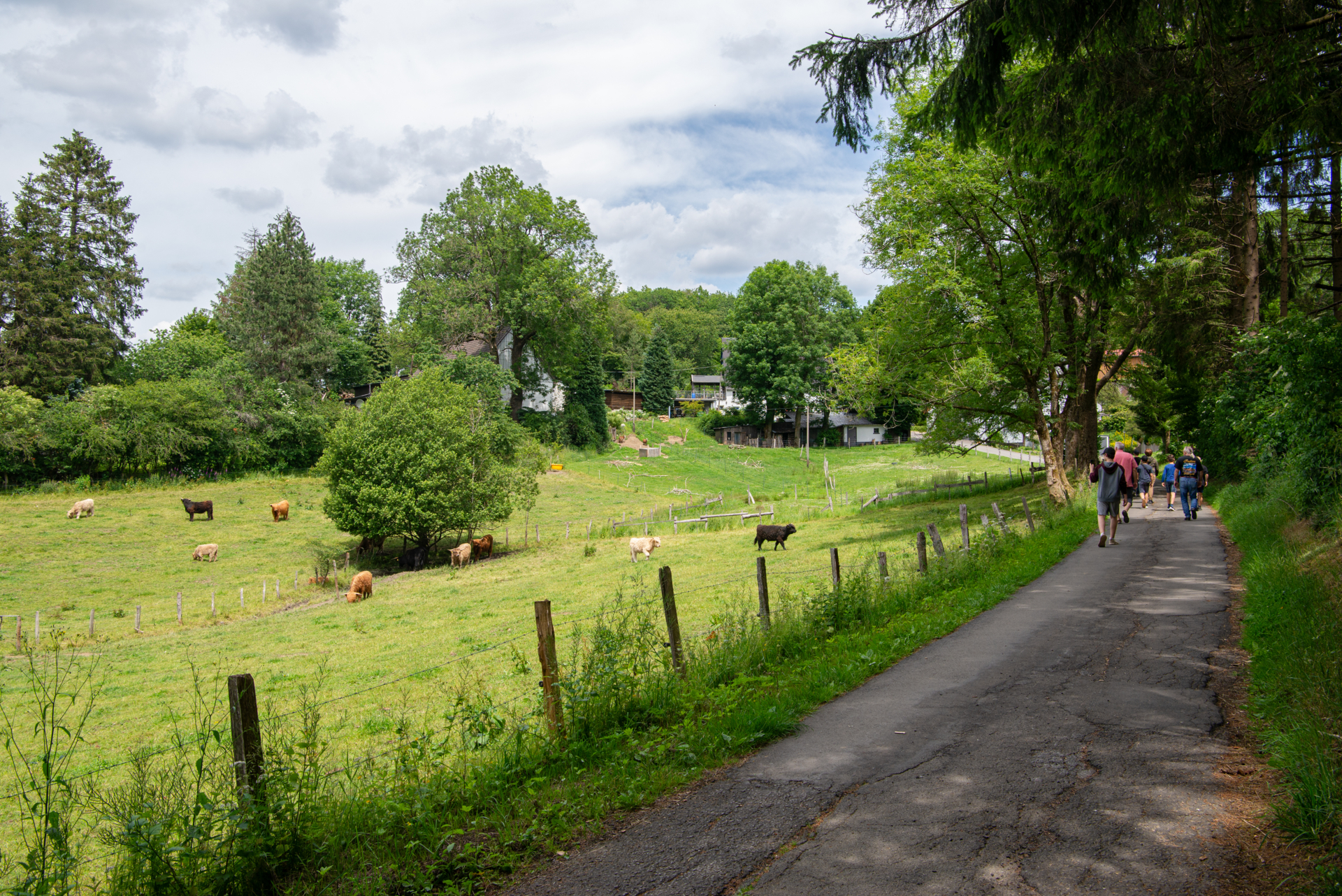 Das Ebbegebirge bietet wunderbare Spazierwege  (Bild vergr&ouml;&szlig;ern)