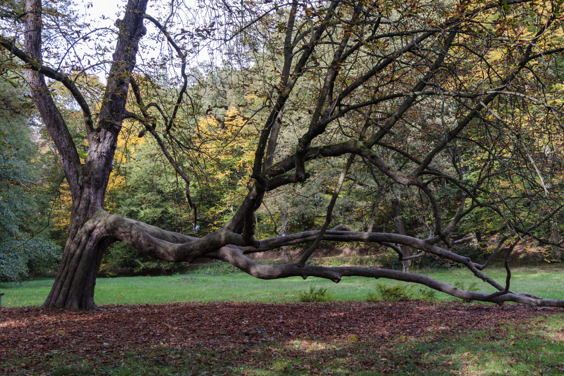 Eberhard Koehler-Alt wie ein Baum  (Bild vergr&ouml;&szlig;ern)