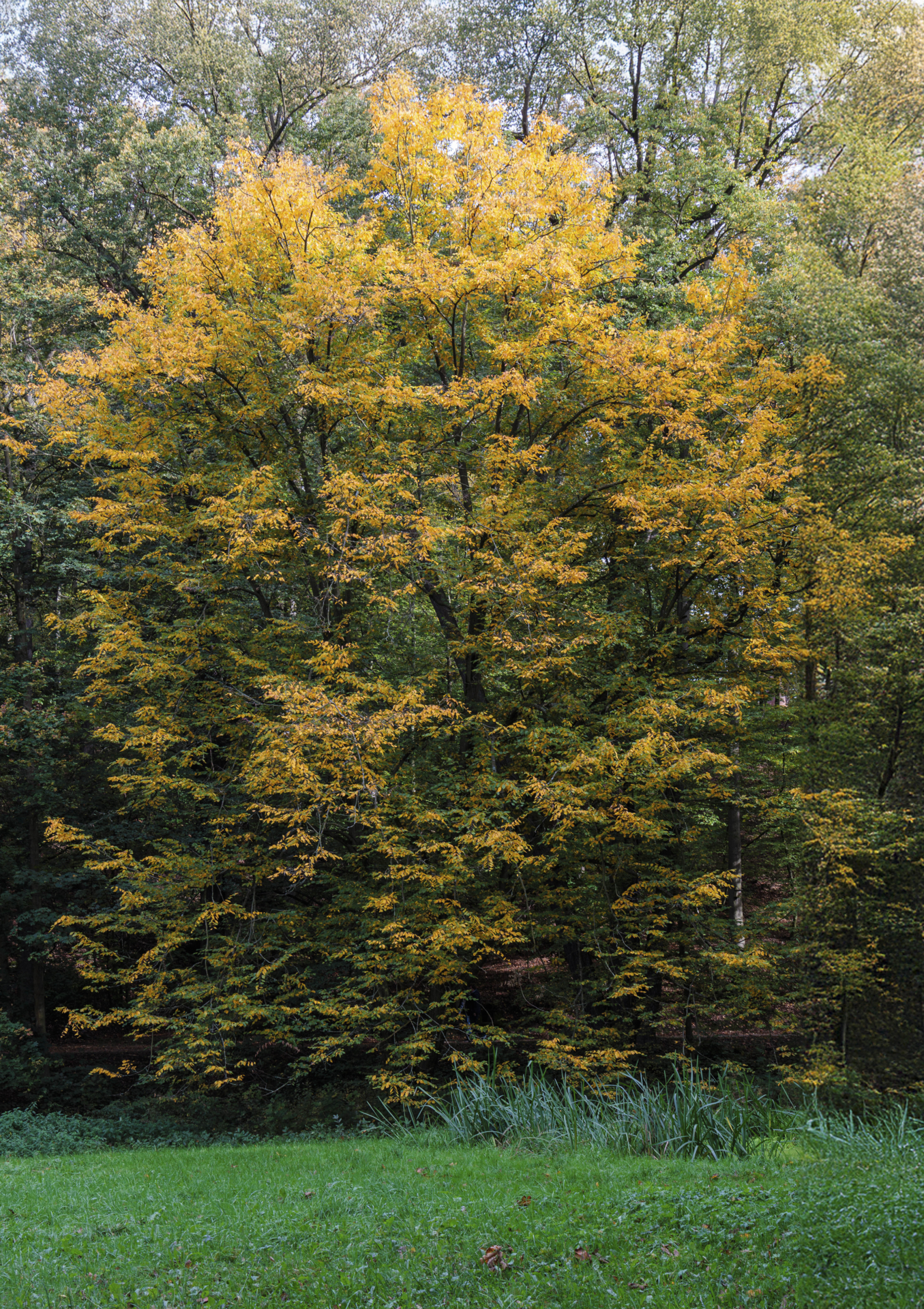 Eberhard Koehler-Goldener Herbst  (Bild vergr&ouml;&szlig;ern)