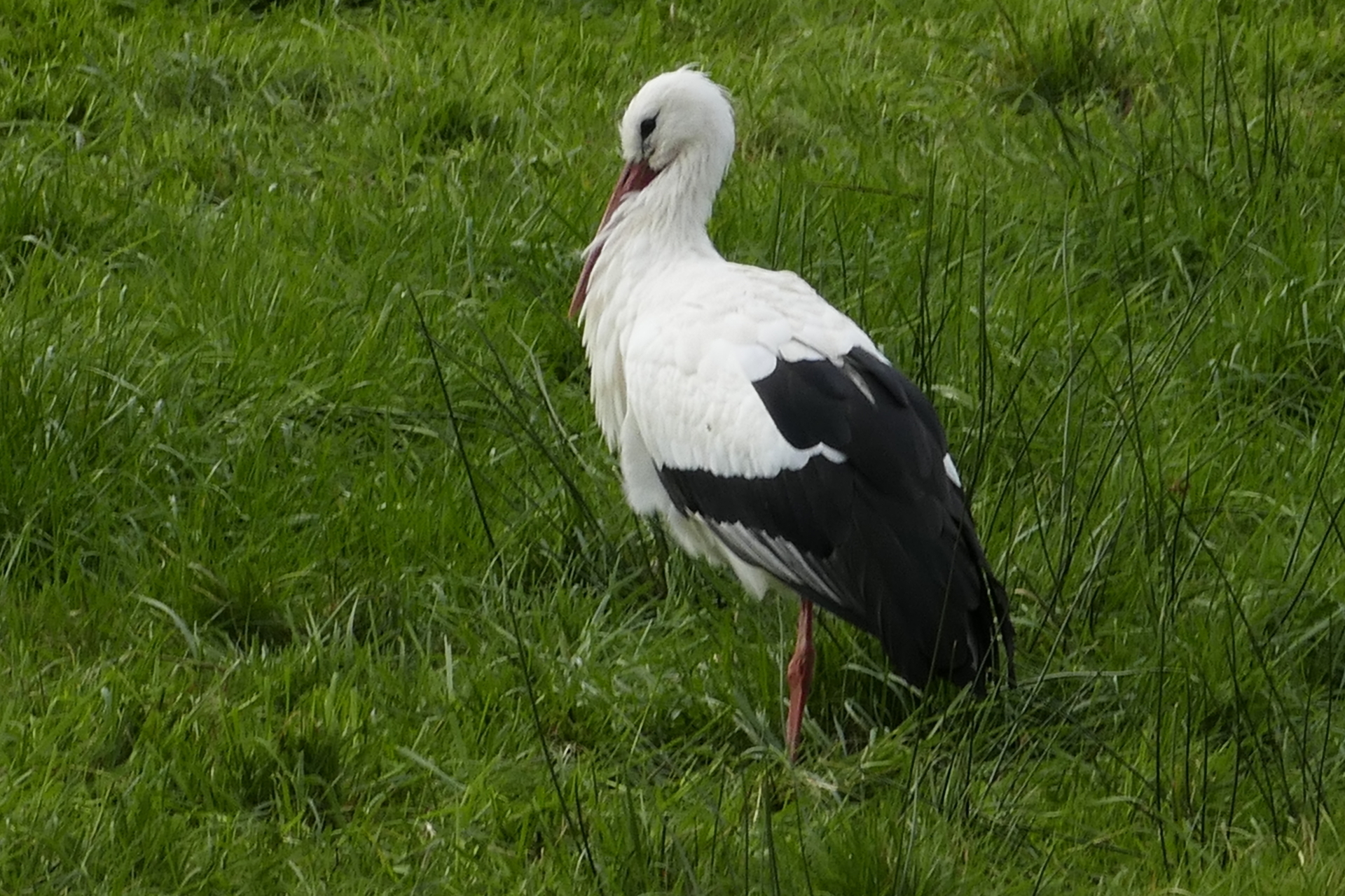 Juergen Thierbach - Storch  (Bild vergr&ouml;&szlig;ern)