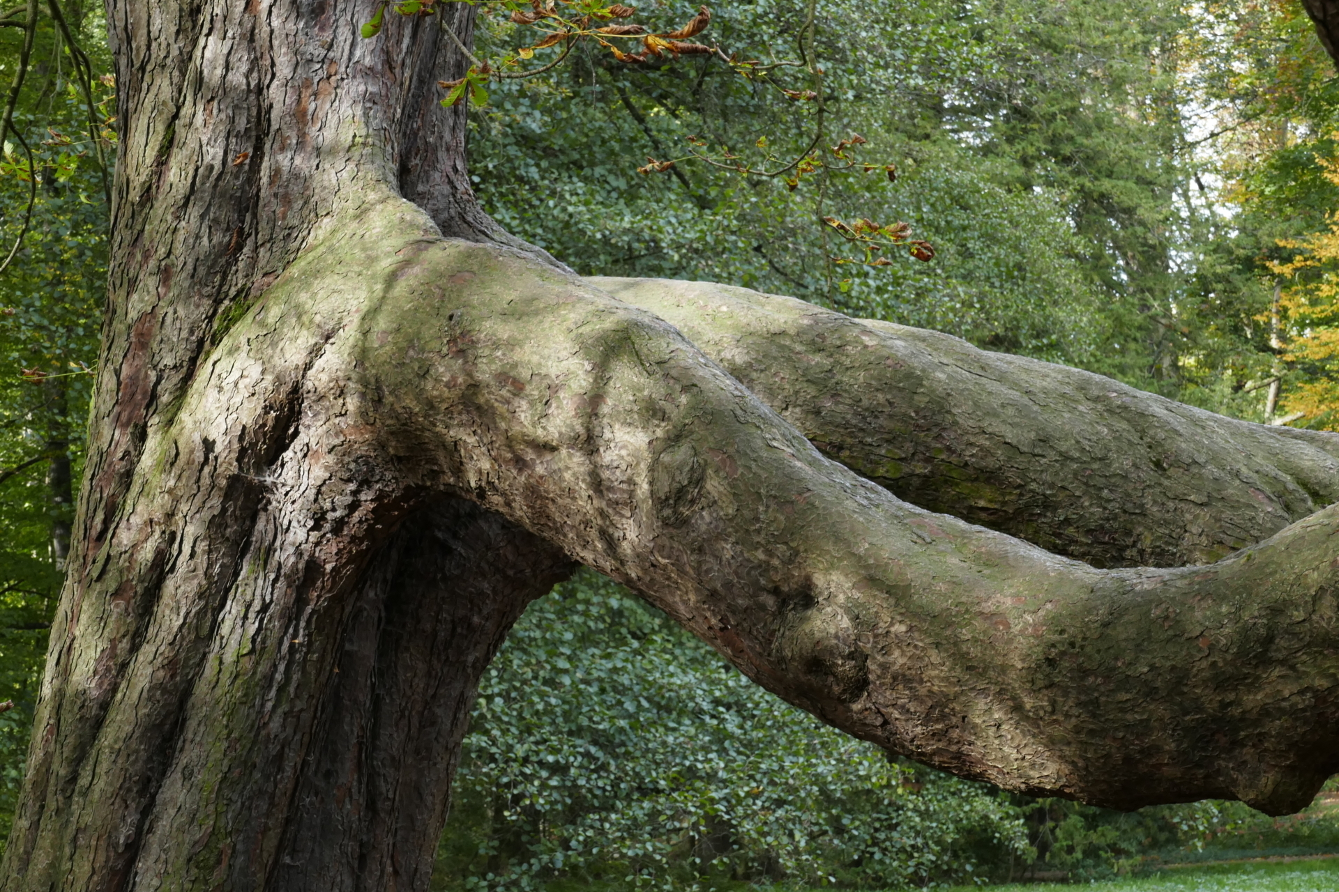 Juergen Thierbach - starker Baum  (Bild vergr&ouml;&szlig;ern)
