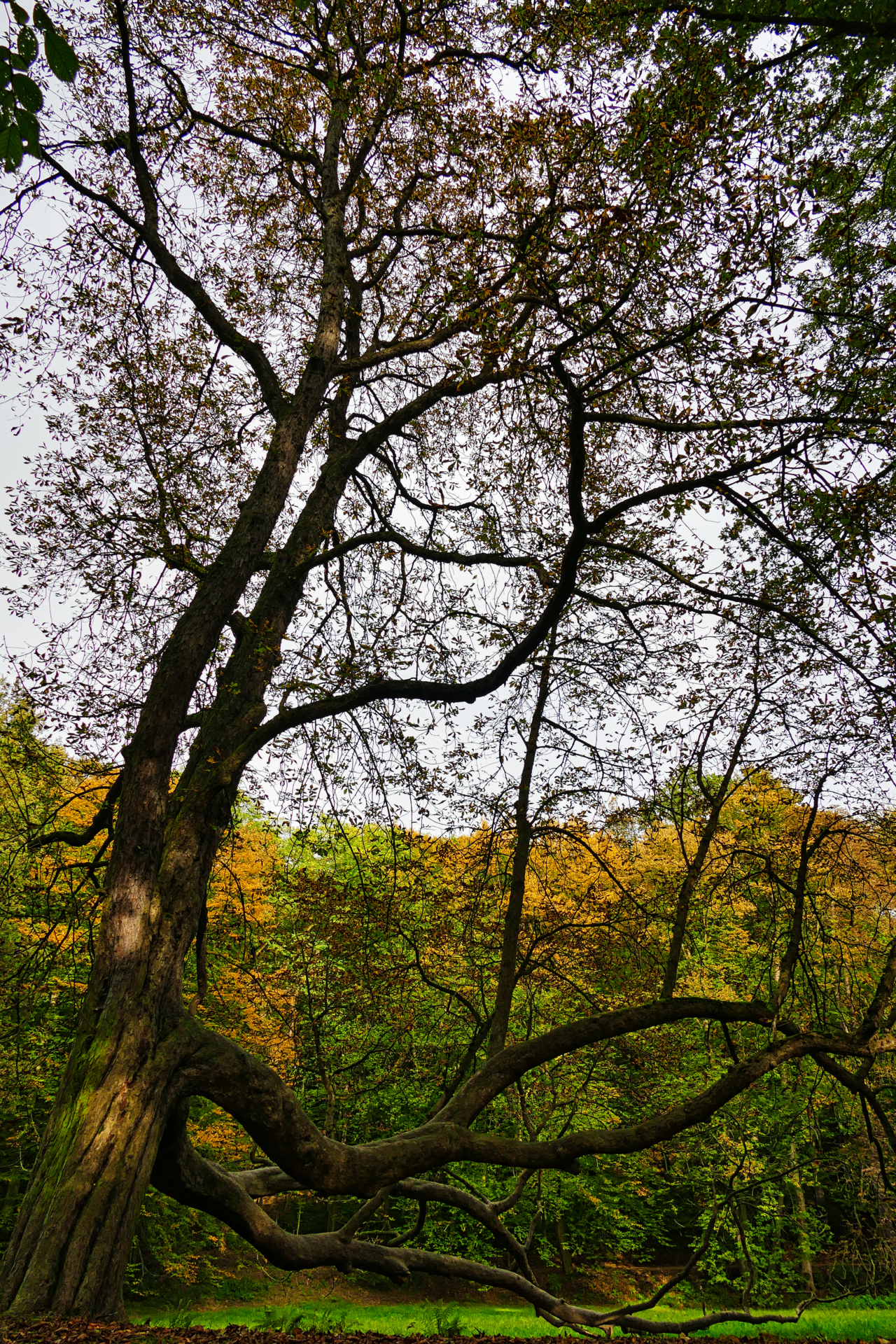 Martin Wilde - Baum  (Bild vergr&ouml;&szlig;ern)