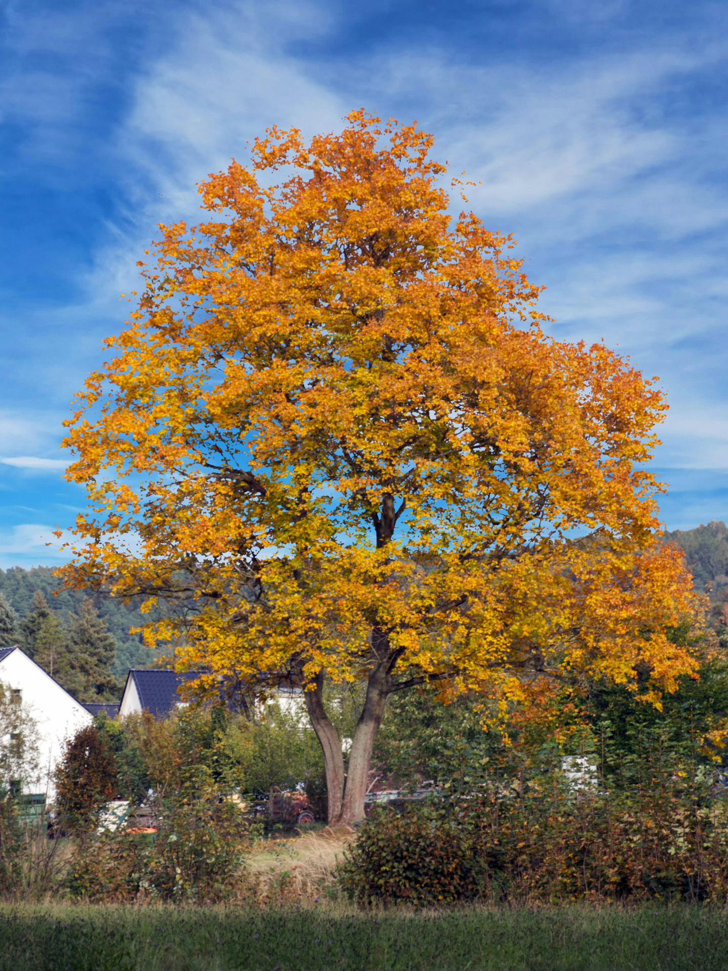Ralf Noack - Herbstfaerbung  (Bild vergr&ouml;&szlig;ern)