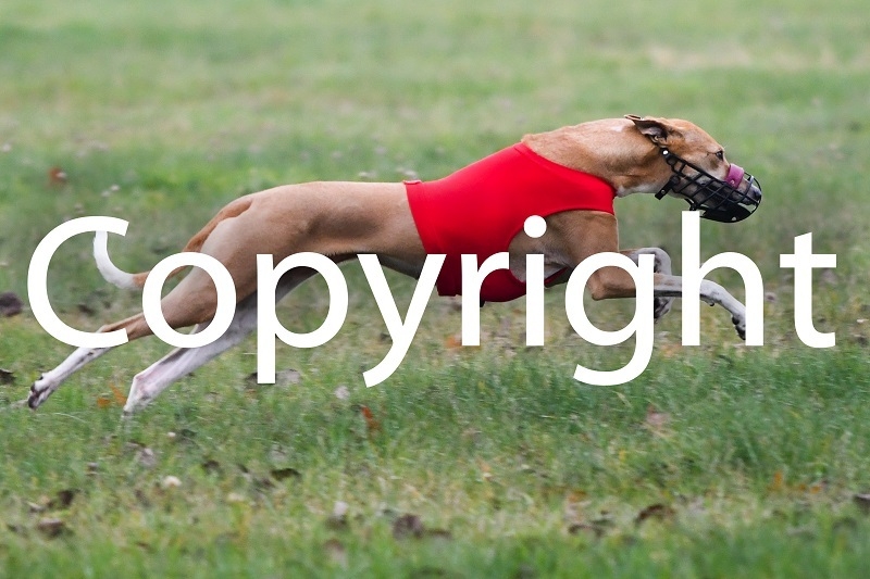 Foto der Galerie: 10.11.2024 Dreikampf Coursing