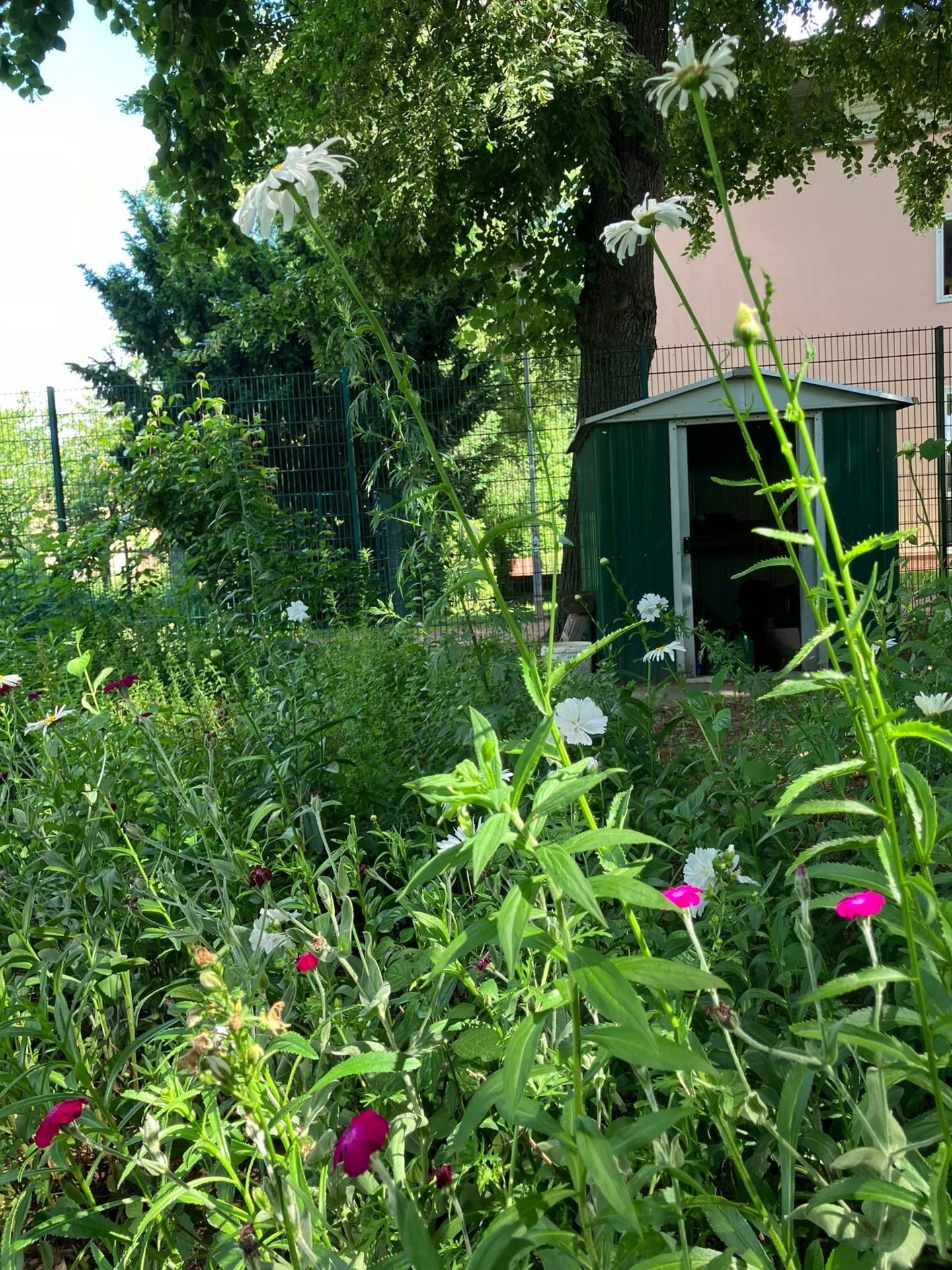 Schulgarten  (Bild vergr&ouml;&szlig;ern)
